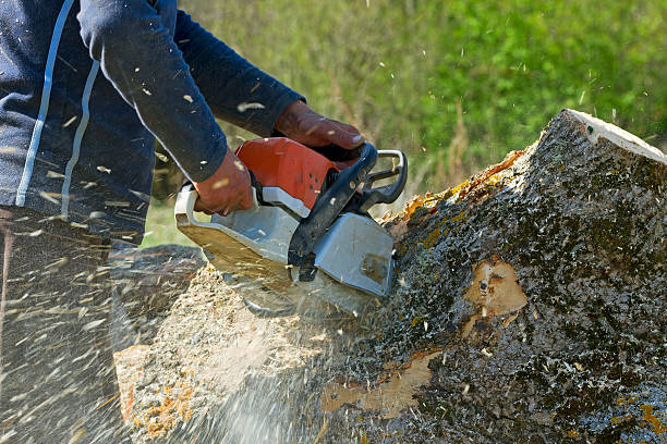 Houserville, PA Tree Services Company